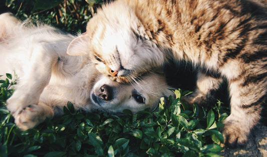 Why Pet Parents Love These 6 Must-Have Essentials from YourPawfectStore