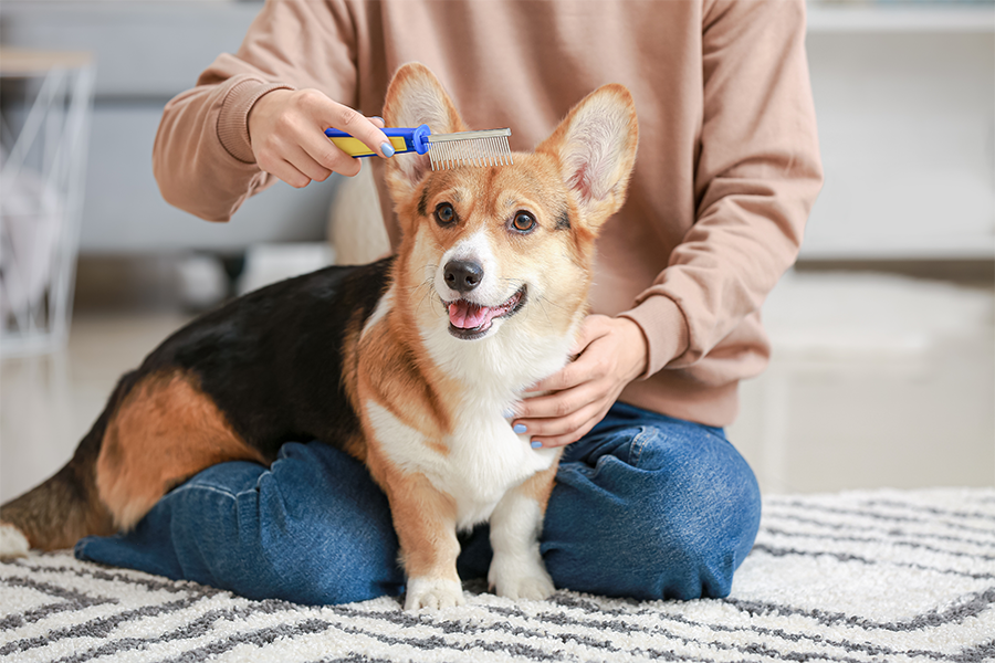 Grooming & Care