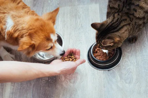 Everyday Pet Essentials