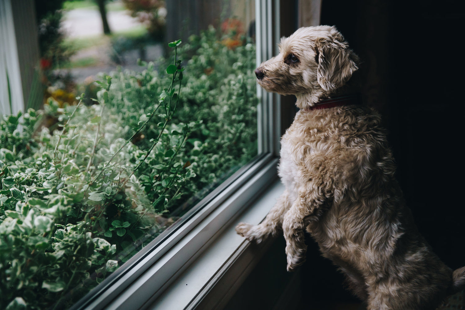 Pet Wellness Tools